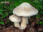 závojenka olovová (Entoloma sinuatum)