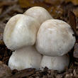 závojenka olovová (Entoloma sinuatum)