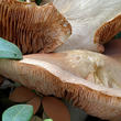 závojenka olovová (Entoloma sinuatum)
