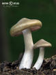 závojenka podtrnka (Entoloma clypeatum)