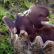 baňka velkokališná (Sarcosphaera coronaria)