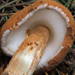 battarovka pochvatá (Battarrea phalloides)
