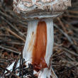 bedla červenající (Chlorophyllum rachodes)