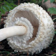 bedla dívčí (Leucoagaricus nympharum)