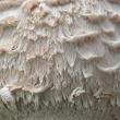 bedla šedohnědá (Chlorophyllum olivieri)