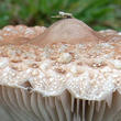 bedla vyniklá (Macrolepiota prominens)