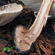 bedla zahradní (Chlorophyllum brunneum)