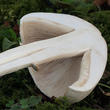 bedla zardělá (Leucoagaricus leucothites)