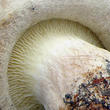 čechratka podvinutá (Paxillus involutus)