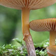 čepičatka jehličnanová (Galerina marginata)