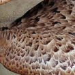 choroš šupinatý (Polyporus squamosus)