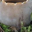 chřapáč kalíškovitý (Helvella leucomelaena)