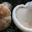 čirůvka celerová (Tricholoma apium)