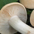čirůvka májovka (Calocybe gambosa)