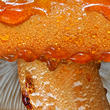 čirůvka oranžová (Tricholoma aurantium)