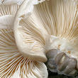 hlíva čepičkatá (Pleurotus calyptratus)