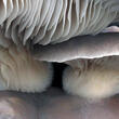 hlíva ústřičná (Pleurotus ostreatus)
