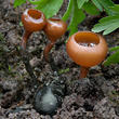 hlízenka sasanková (Dumontinia tuberosa)