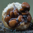 hnízdovka nacpaná (Nidularia deformis)