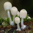 hnojník nasetý (Coprinellus disseminatus)