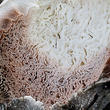 hnojník obecný (Coprinus comatus)
