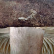 holubinka černající (Russula nigricans)