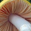 holubinka měnlivá (Russula risigallina)