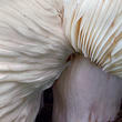 holubinka namodralá (Russula cyanoxantha)