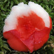 holubinka vrhavka (Russula emetica)