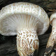houževnatec šupinatý (Neolentinus suffrutescens)