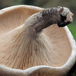 houževnatec tygrovaný (Lentinus tigrinus)