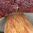 hřib borový (Boletus pinophilus)