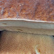 hřib dubový (Boletus reticulatus)