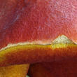 hřib Dupainův (Rubroboletus dupainii)