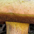 hřib koloděj (Suillellus luridus)