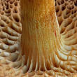 hřib peprný (Chalciporus piperatus)