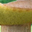 hřib plavý (Hemileccinum impolitum)