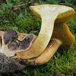 hřib příživný (parazitický) (Pseudoboletus parasiticus)
