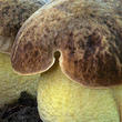 hřib skvrnitý (Hemileccinum depilatum)