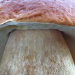 hřib smrkový (Boletus edulis)