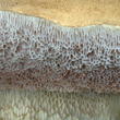 hřib žlučník (Tylopilus felleus)