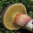 hřib žlutomasý (Xerocomellus chrysenteron)