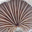 klanolístka obecná (Schizophyllum commune)
