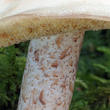 klouzek bílý (Suillus placidus)