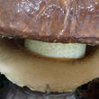 klouzek obecný (Suillus luteus)