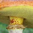 klouzek sličný (Suillus grevillei)