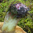 klouzek žíhaný (Suillus collinitus)