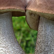 kozák březový (Leccinum scabrum)