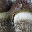 kozák topolový (Leccinum duriusculum)