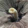 křehutka Candolleova (Psathyrella candolleana)